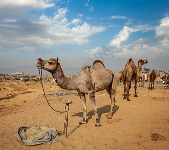 印度普什卡尔梅拉普什卡尔骆驼博览会博览会交易娱乐节日生物动物骆驼图片
