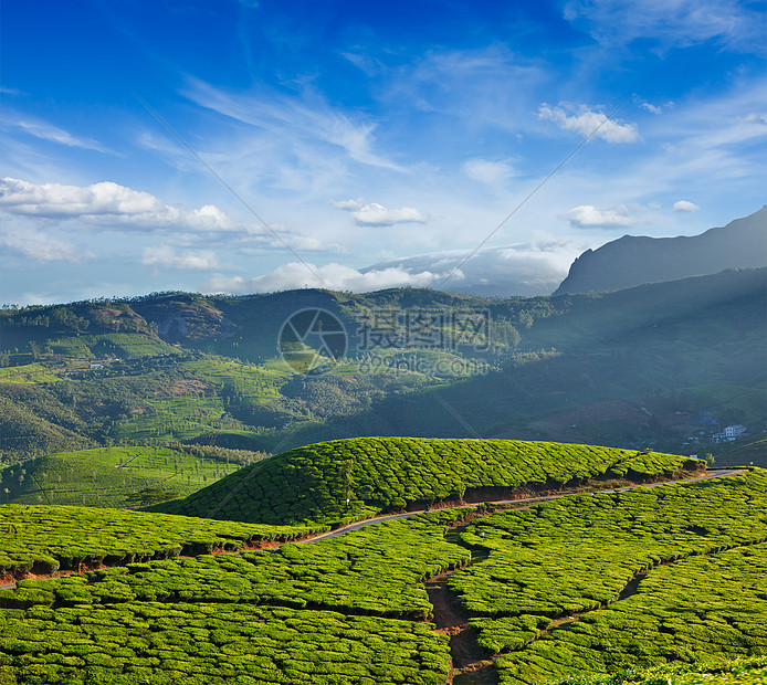 茶叶种植园农业天空茶园农村山脉爬坡叶子农场场地城市图片