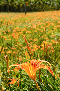 Lily虎牧歌花园植物橙子老虎农村百合宏观花瓣场景图片