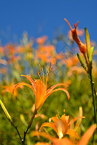 Lily虎叶子环境植物群植物热带花束风景百合场景橙子图片