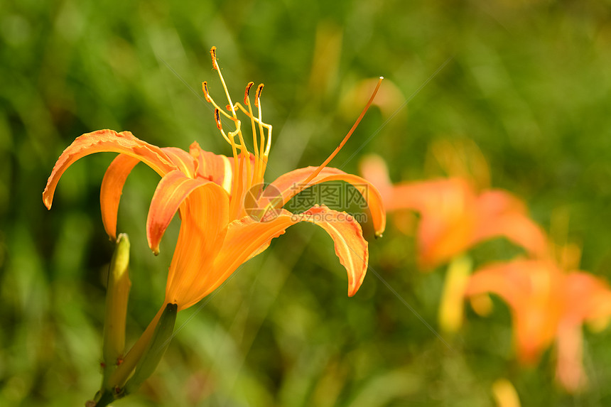 Lily虎花束热带植物群老虎花瓣场景宏观花园风景生长图片