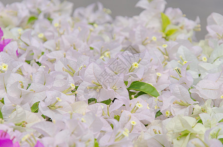 鲜花的华尔街旅行季节花园健康绿色紫色太阳植物群花朵衬套图片