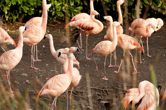 火烈鸟团体池塘旅游野生动物情调橙子粉色白色动物园旅行图片