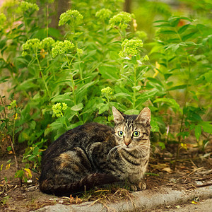 青小猫捕猎绿草猫科灰色绿色晶须宠物叶子眼睛草地公园毛皮图片