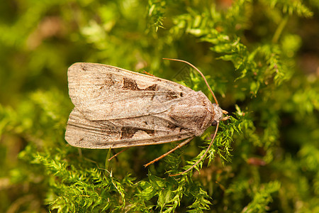 蛾宏观动物天线鳞翅目自由摄影蝴蝶苔藓野生动物动物群图片