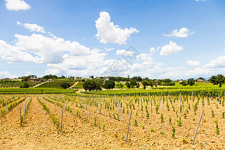 托斯卡纳酒庄园地平线天空植物乡村水果土地农业农村酒厂村庄图片