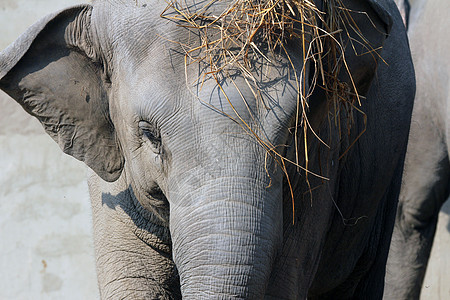 亚洲大象婴儿丛林荒野动物园哺乳动物野生动物皮肤鼻子力量公园图片