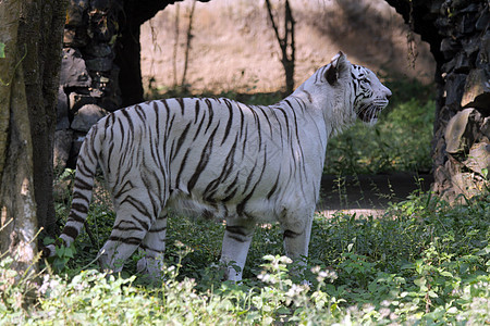 白孟加拉虎胡须活力荒野野生动物蓝色毛皮注意力力量动物眼睛图片