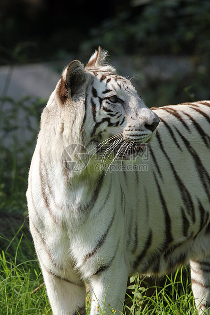 白鸟虎动物园野生动物眼睛哺乳动物鼻孔荒野捕食者注意力动物胡须图片