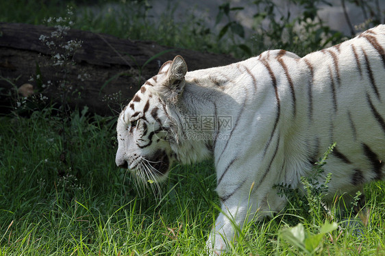 白孟加拉虎荒野鼻孔毛皮蓝色动物园哺乳动物注意力捕食者动物危险图片