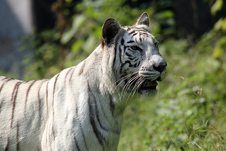 白孟加拉虎力量危险注意力耳朵活力毛皮荒野蓝色眼睛野生动物图片