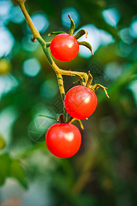 花园里的樱桃番茄生长农场蔬菜衬套植物收成幼苗灌木食物园艺图片