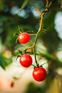 花园里的樱桃番茄生长植物叶子水果蔬菜农场栽培生产园艺衬套图片