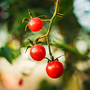 花园里的樱桃番茄衬套农场生产园艺温室灌木幼苗蔬菜生长叶子图片