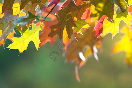 秋余假环境季节性宏观植物学叶子公园季节橙子植物群红色图片