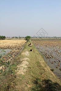 印度西孟加拉Sundarbans的稻田放牧牛群土壤热带食物野生动物公园荒野场地棕榈情调牧场图片