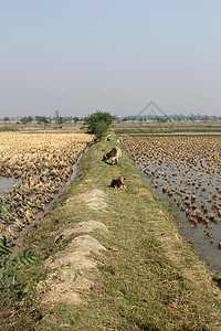 印度西孟加拉Sundarbans的稻田放牧牛群情调风景热带晴天棕榈喇叭动物食草食物野生动物图片