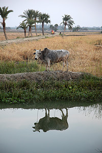 牛在稻田放牧土壤动物异国农村草地沼泽情调热带风景荒野图片