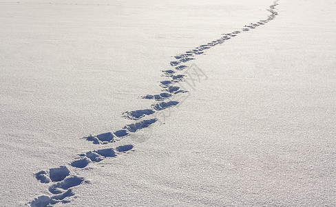 雪上脚步曲线路线探索漫游农村踪迹痕迹风景旅游人行道图片