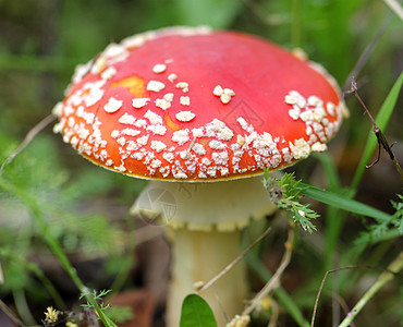 大红苍蝇生物学草原食物草地伞菌苔藓危险宏观收成蘑菇图片