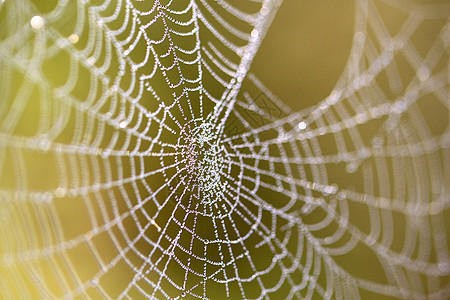 带滴子的蜘蛛网蓝色跳跃昆虫森林蜘蛛阳光公园荒野宏观金属图片