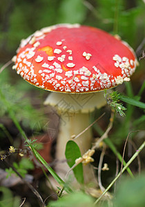 红色苍蝇伞菌苔藓危险宏观生物学木头蘑菇警告地球树叶图片