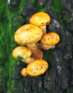 树上黄青蛙蘑菇图片