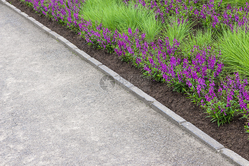 紫花沿着这条小道生长图片