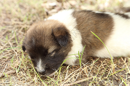 狗狗睡觉花园犬类睡眠说谎鼻子哺乳动物眼睛宠物婴儿阳光图片