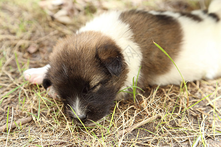 狗狗睡觉睡眠眼睛说谎花园鼻子宠物犬类哺乳动物猎犬动物图片