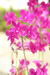 紫兰花植物图片
