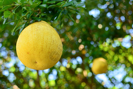 波梅罗在一棵树上食物黄色饮食果汁热带水果水平肉质绿色叶子图片