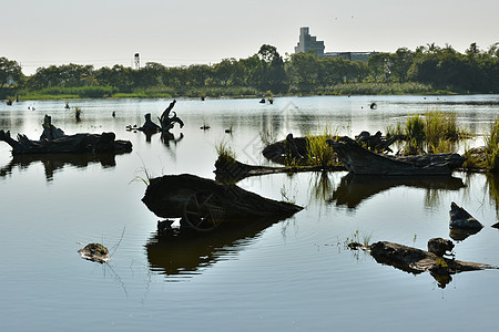 带木柴的湖泊文化天空季节芦苇场景全景花园日志蓝色池塘图片