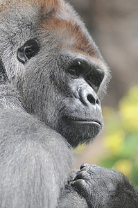 一只成年黑大猩猩灵长类动物园毛皮力量成人男性野生动物濒危动物荒野图片