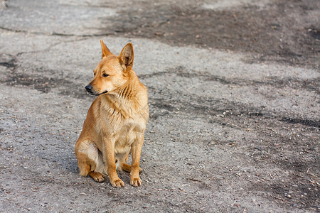 红狗坐在路上友谊喜悦安全公园头发宠物警卫沥青哺乳动物家庭图片