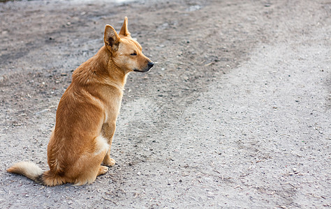 红狗坐在路上身体宠物犬类警卫家庭寂寞眼睛公园友谊哺乳动物图片