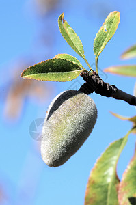 未完成批次水果生长农业营养植物饮食生产甜点食物果汁图片