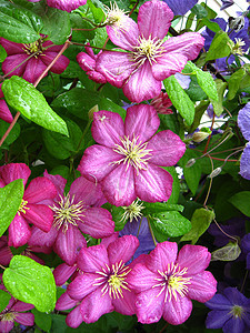 美丽的粉红色蓝花花风景框架花瓣院子边界叶子季节花园草地房子图片