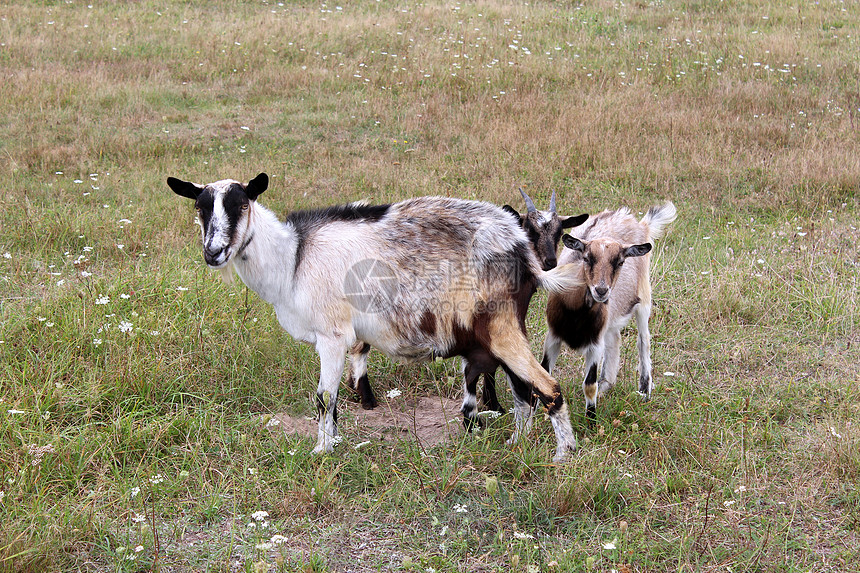 山羊和小孩在牧场上小山羊农场胡子喇叭孩子夫妻草原牛角假期孩子们图片