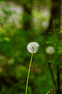 种子生长蒲公英花植物季节场地生活草本植物种子草地植物学飞行花园背景