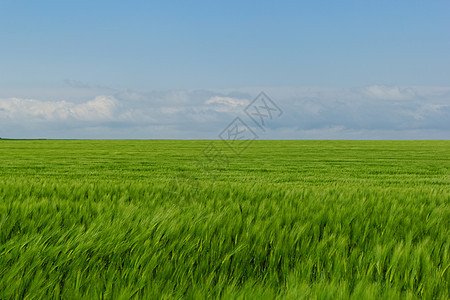 蓝云天空下的小麦田场景草地土地生长场地农场植物谷物风景牧场图片