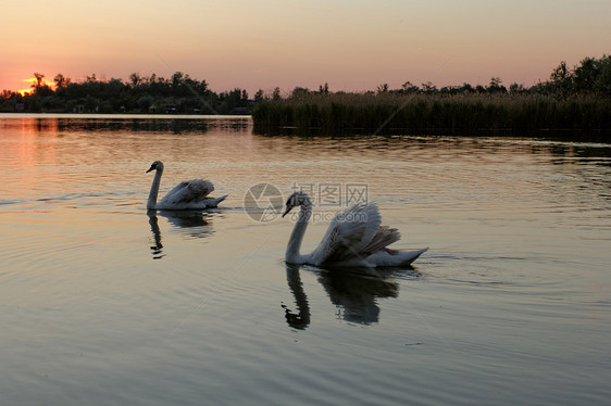 日落时在湖边的天鹅太阳蓝色动物荒野反射野生动物公园羽毛翅膀鸟类图片