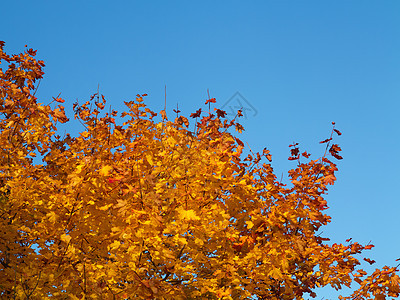 秋季假期季节分支机构天空植物叶子树叶枫树蓝天图片