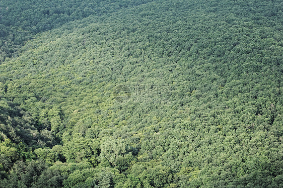 森林的空中空气视图墙纸环境棕色树木木头季节树叶公园叶子绿色图片