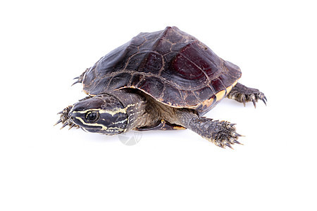 食鼻海龟动物水龟野生动物宠物爬虫蔬菜棕榈乌龟棕色食物图片