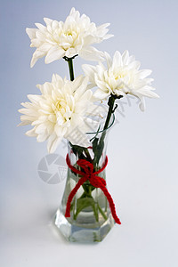 小玻璃花瓶中的白花 红弓场地植物群黑色婚礼团体绿色工作室花园植物红色图片