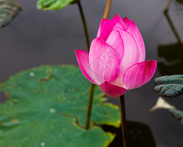 花白色中透淡绿池塘中的莲花花白色花园绿色荷花花瓣叶子黄色植物群百合植物背景