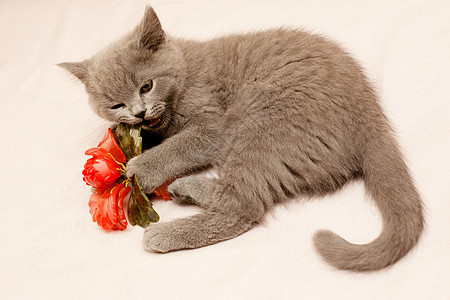 灰小猫玻璃粉色红色兴趣白色动物头发婴儿食肉宠物图片