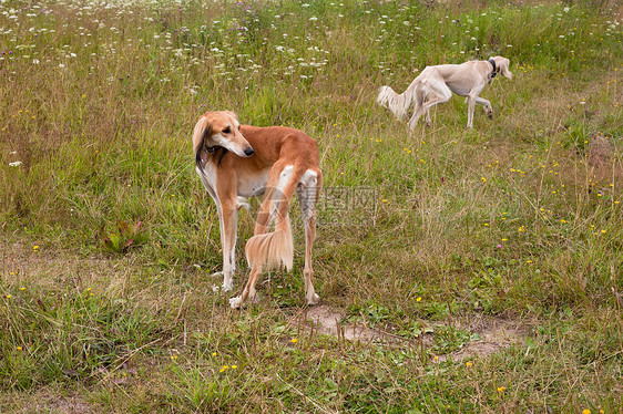 白色和棕色沙露宠物食肉花朵动物衣领黄色场地猎犬黑色绿色图片