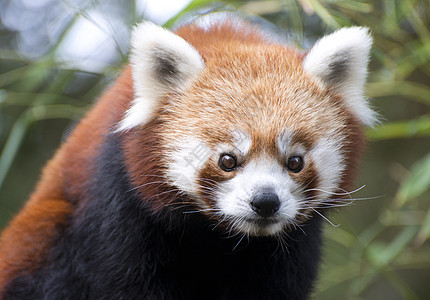 红熊猫小熊猫红色动物园哺乳动物动物图片